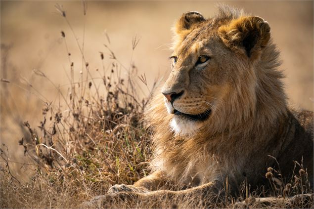 Lion - Wirestock - Freepik