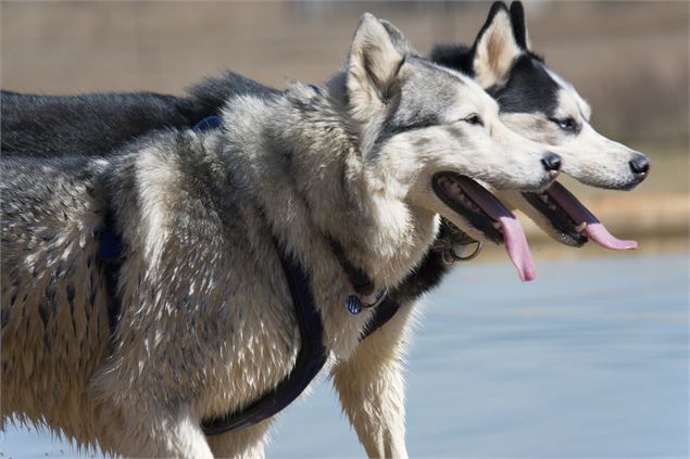 huskies - pixabay
