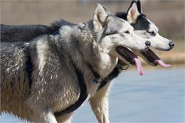 huskies - pixabay