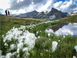 Prairie fleurie - B.Thomas - OTHMV