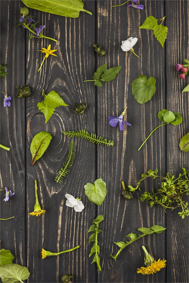 Plantes - libre de droit