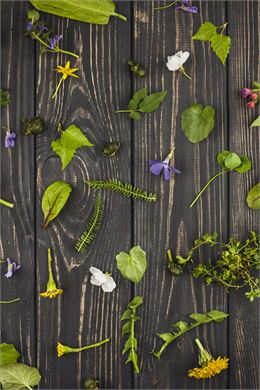 Plantes - libre de droit