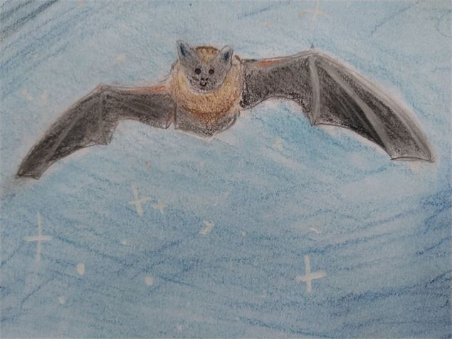 Dessin d'une chauve-souris en vol - Miramand