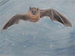 Dessin d'une chauve-souris en vol - Miramand