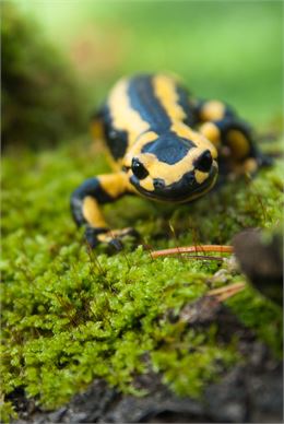 Salamandre - Frank Miramand
