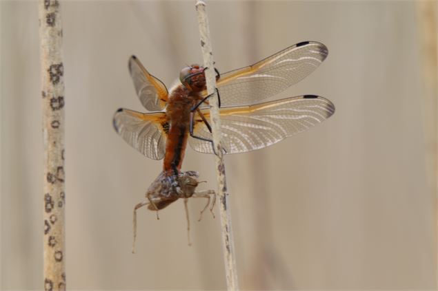 Phtographie d'une libelulle