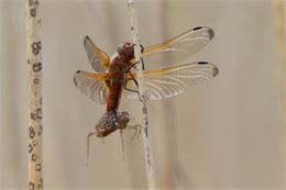 Phtographie d'une libelulle
