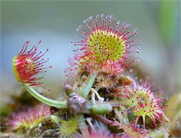 Drosera rotundifolia - Sergey Ryzhkov