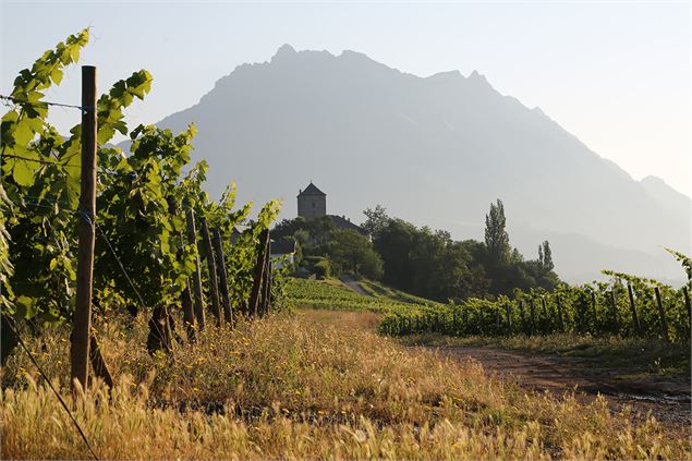 De la vigne au verre : balade et dégustation