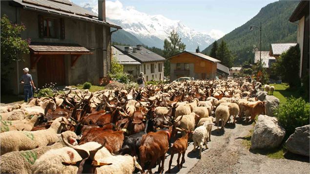 fete de la transhumance - fete de la transhumance