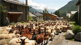 fete de la transhumance - fete de la transhumance