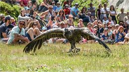 Spectacle "Les aigles du Léman"_Les Houches
