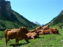 Pralognan-la-Vanoise : sortie alpage vallée de Chavière - DD/FACIM