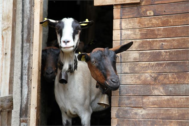 Pralognan-la-Vanoise : chèvres à l'alpage - S. Gotteland-Facim