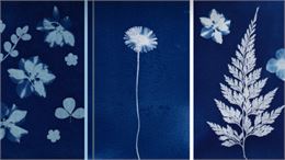 Animation création de cyanotype par le relais sénior au Cozi café_Saint-Alban-Leysse - Mairie de Sai