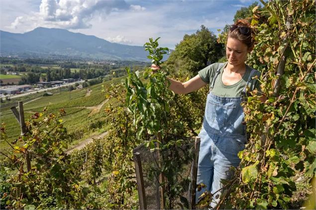 Si le Coeur vous en dit...découverte d'un projet d'agroforesterie dans les vignes de Chignin_Chignin