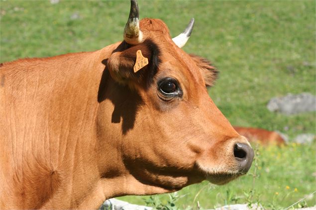 Vache tarine - OT pralognan la vanoise