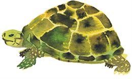 Illustration de tortue - Pauline De Chalendar