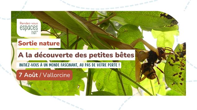 Sortie nature - A la découverte des petites bêtes : insectes et invertébrés_Vallorcine