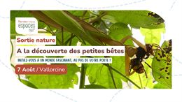Sortie nature - A la découverte des petites bêtes : insectes et invertébrés_Vallorcine