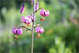 Initiation aux plantes sauvages - ©Sylvain Aymoz