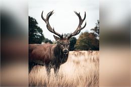 Sortie brame du cerf - Thônes - Office de tourisme