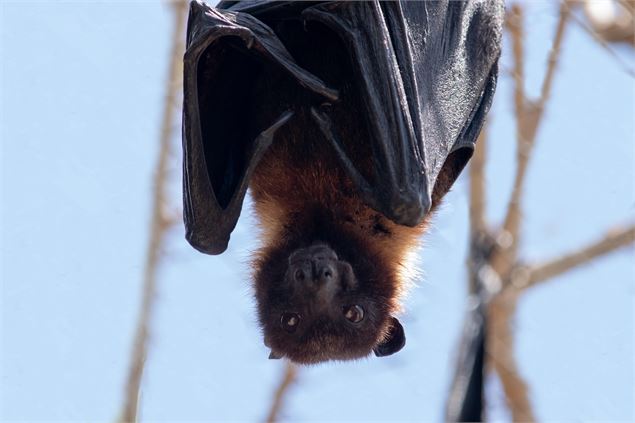 Nuit de la chauve-souris_Ceyzérieu - Pixabay - Cifer88