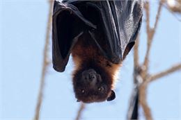 Nuit de la chauve-souris_Ceyzérieu - Pixabay - Cifer88