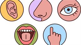 Muséolab “Le pouvoir des sens”_Bourg-en-Bresse