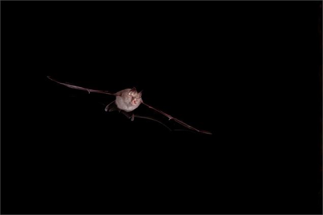 Chauve-souris - LPO - Ludovic JOUVE