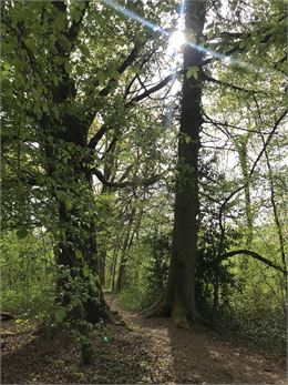 Ronde des arbres - Magali natur'Harmonie
