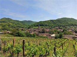 vue depuis le vignoble - Ketty TRANCHINA/ Pérouges Bugey Tourisme
