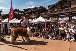 Concours d’élégance des Saint-Bernard_La Rosière - Montvalezan