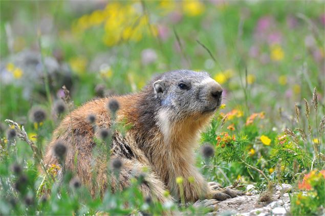 Une belle marmotte dans les prés - OTHMV