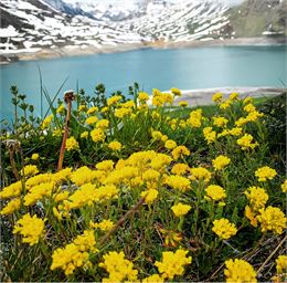 Fleurs jaunes au dessus du lac du Mont Cenis - B.Thomas - OTHMV