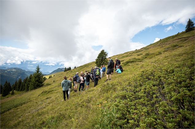 Balade Plantes médicinales