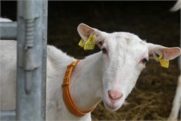 Visite et atelier pédagogique à la ferme