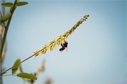 JeudisdétéduRucher - CopyrightFanchonBilbille