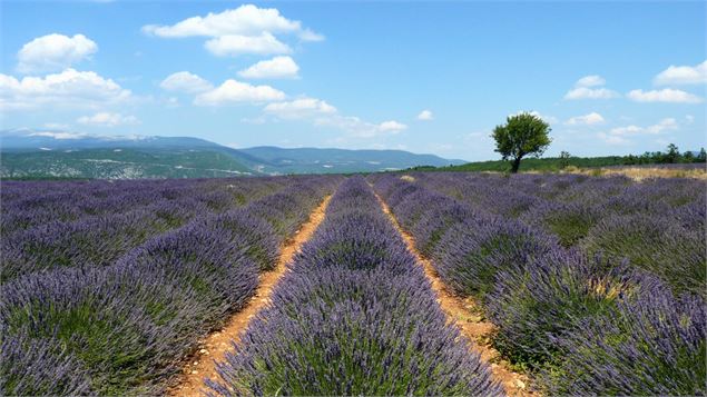 Barbecue provençal_Rumilly