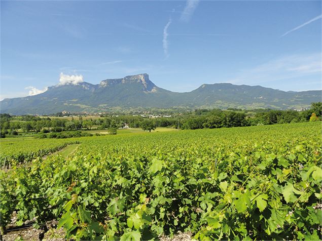 Conférence : Vignes et vins en Savoie_Albertville