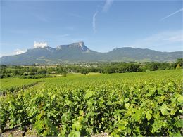 Conférence : Vignes et vins en Savoie_Albertville
