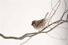 Atelier : Fabrication d'une mangeoire à oiseaux_Annecy - AdobeStock