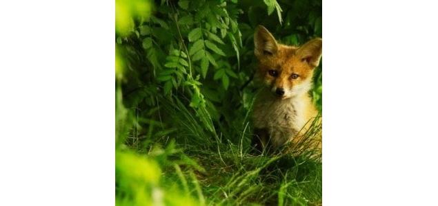Animation enfant 4-7 ans au marais de Lavours - Tout savoir sur le renard_Ceyzérieu - Maison du Mara