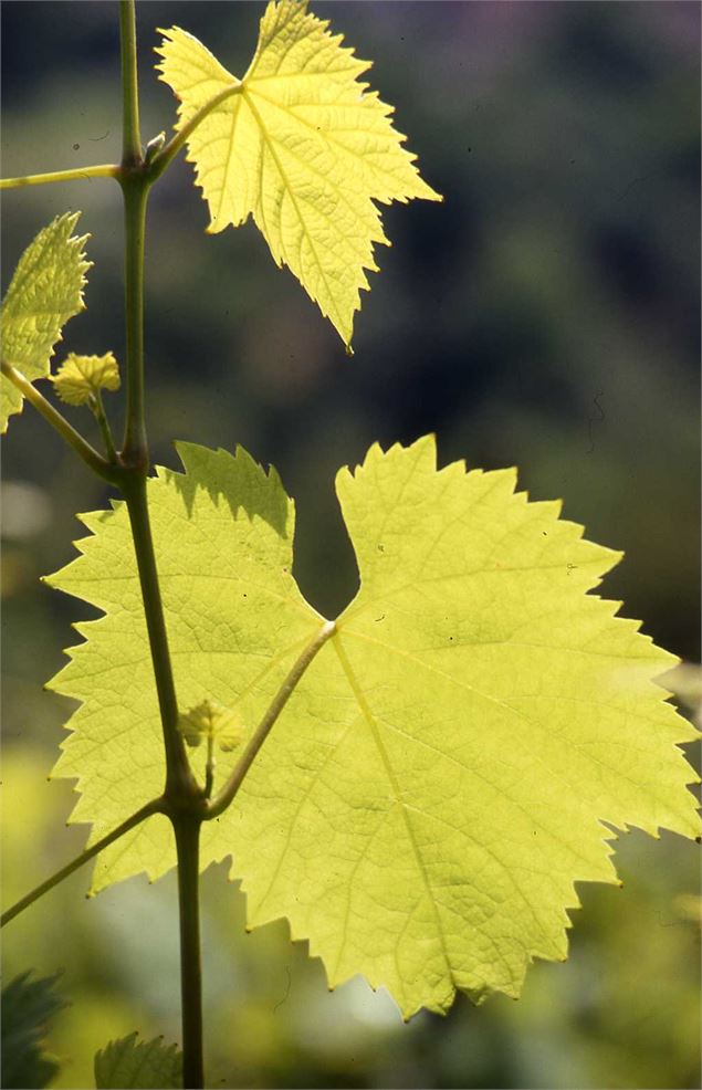 Un vignoble à découvrir_Corbonod