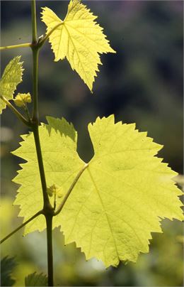 Un vignoble à découvrir_Corbonod