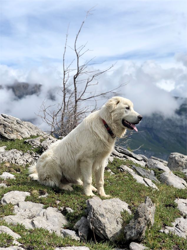 Chiens de protection de troupeaux - © Claire Jeannerat