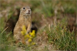 Marmotte - Freepik