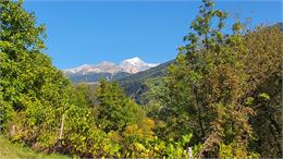 Visite des vignes de Tarentaise_La Plagne Tarentaise - OTGP