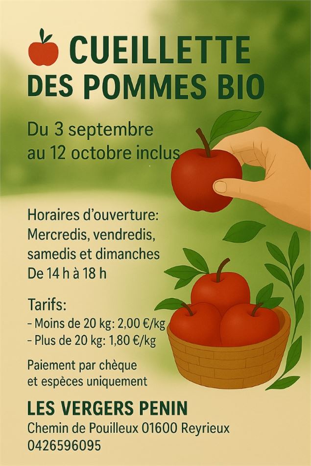 Cueillette des pommes bio_Reyrieux - Les Vergers Penin