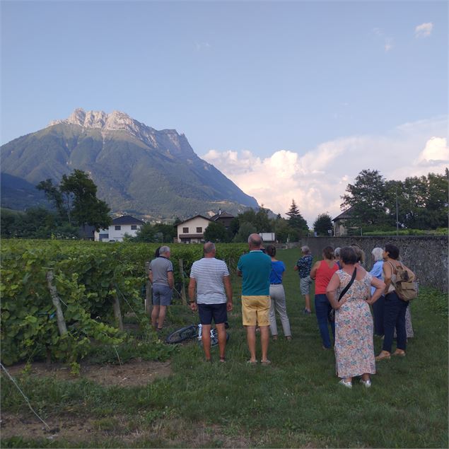 Vignobles en scène : Animations et dégustations au Domaine de Méjane